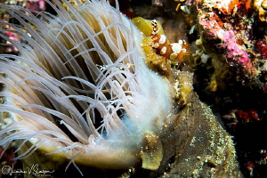 Squat shrimp on an anemone/Photographed with a Canon 60 m... by Laurie Slawson 